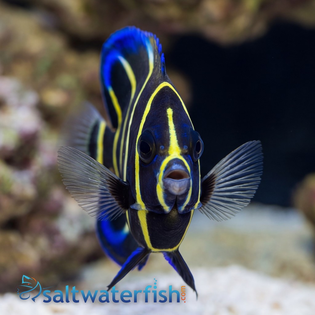 Cortez Angelfish