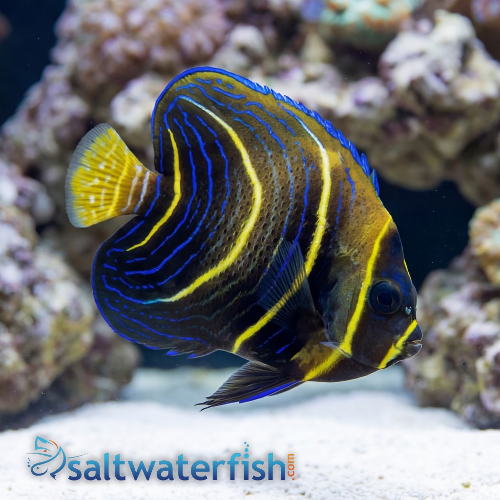 Cortez Angelfish