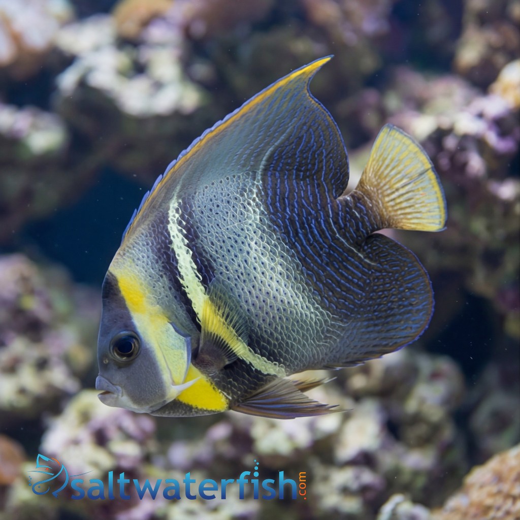 Cortez Angelfish