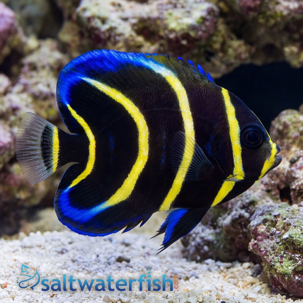 Cortez Angelfish: Juvenile - Captive Bred