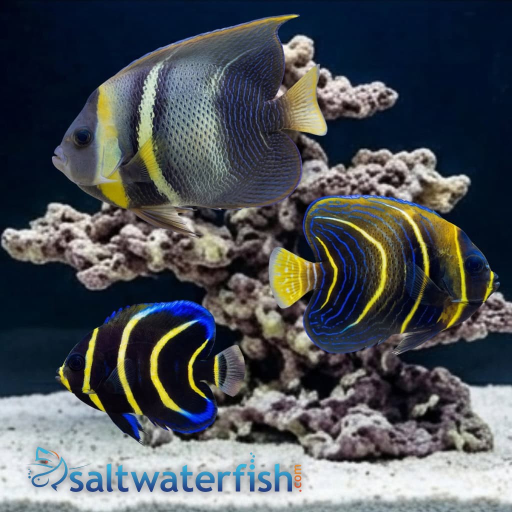 Cortez Angelfish: Juvenile - Captive Bred
