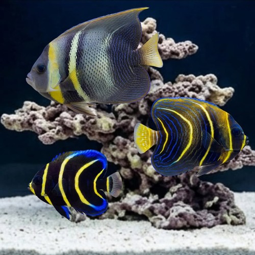 Cortez Angelfish: Juvenile - Captive Bred