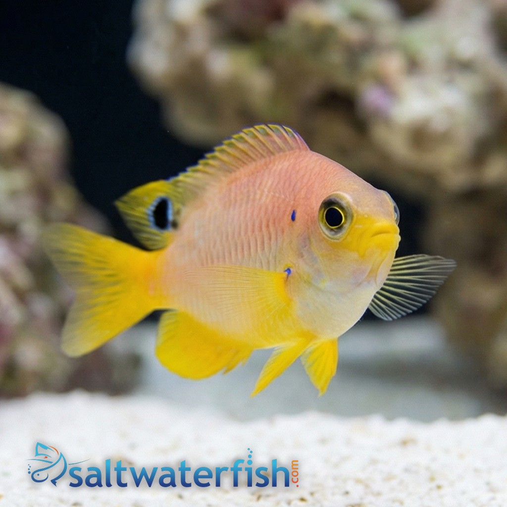 Ambon Damsel - Captive Bred