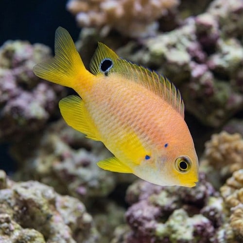 Ambon Damsel - Captive Bred