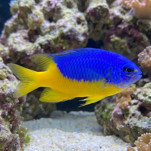 Yellowbelly Damsel