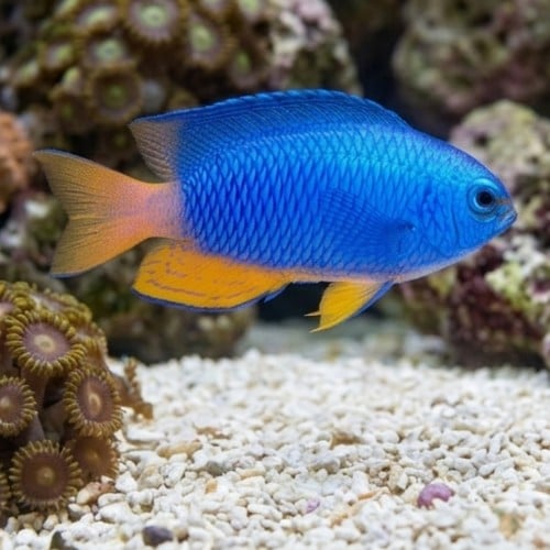 Electric Blue Damsel