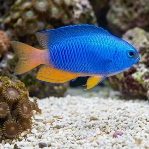 Electric Blue Damsel