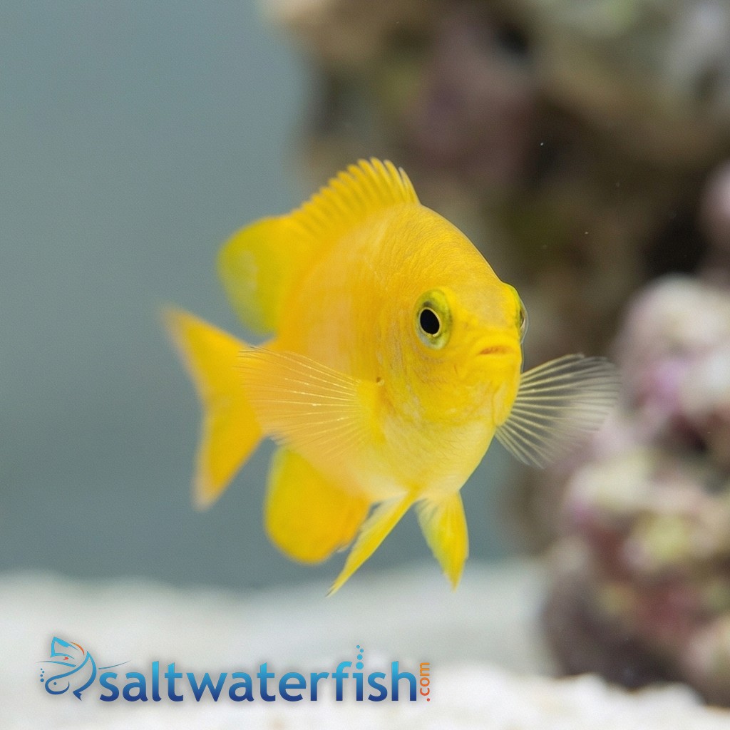 Lemon Damsel - Captive Bred