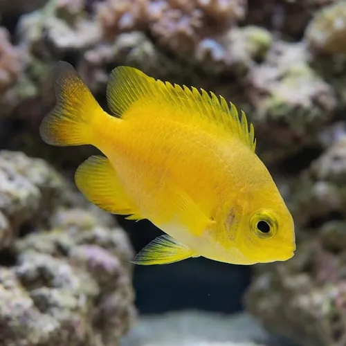 Lemon Damsel - Captive Bred