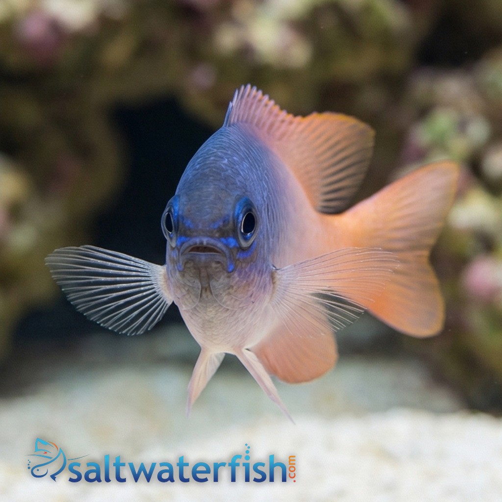 Pink Smith Damsel
