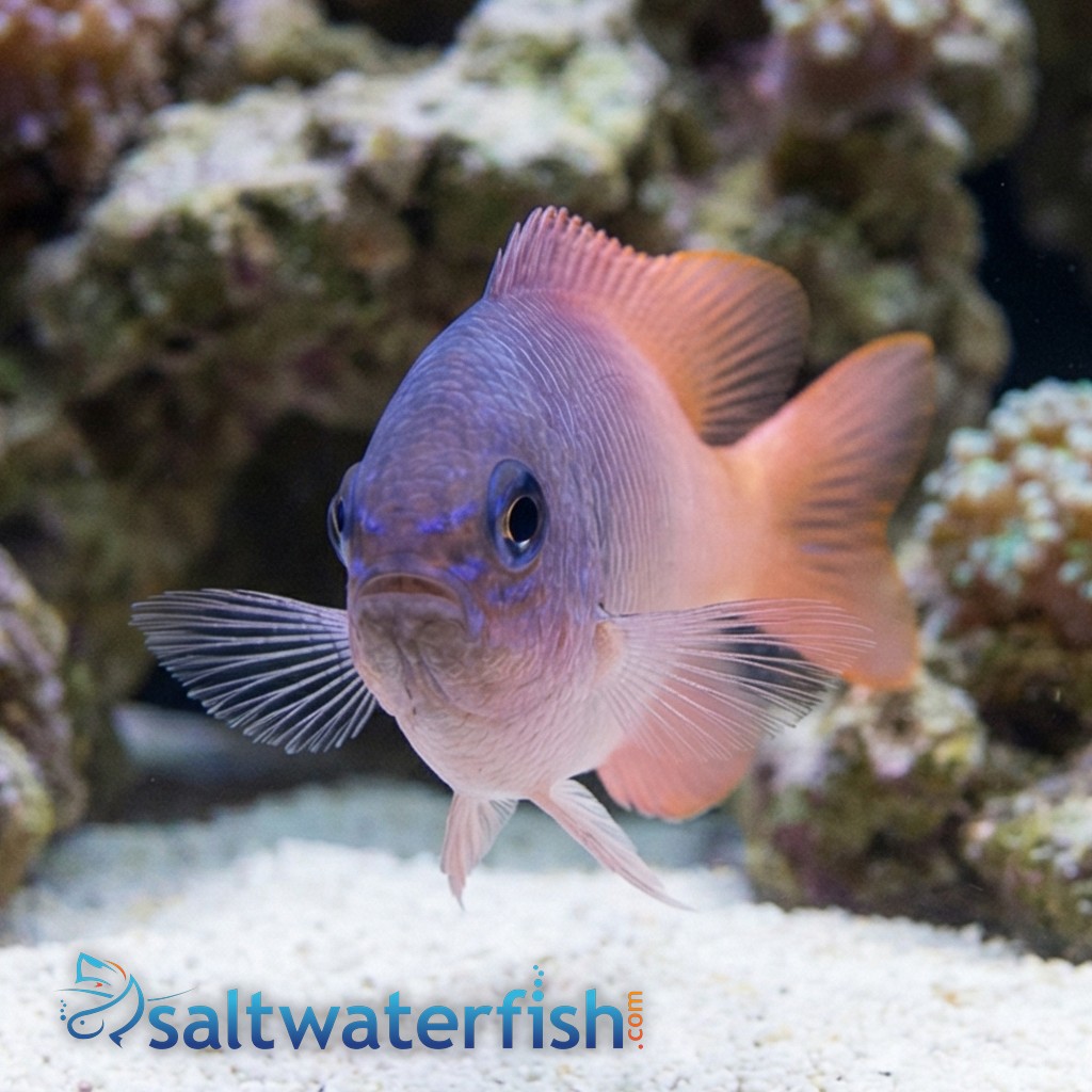Pink Smith Damsel