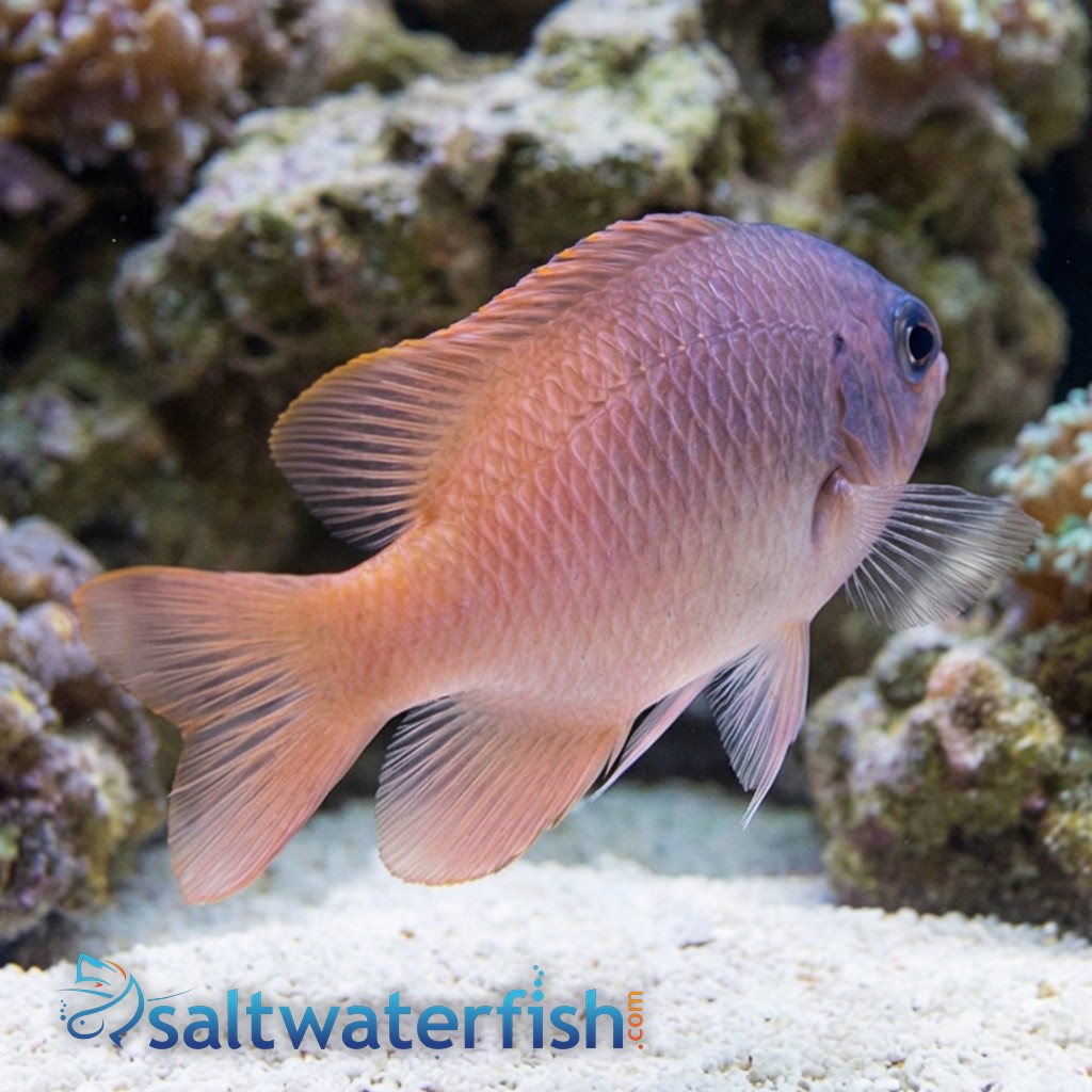 Pink Smith Damsel