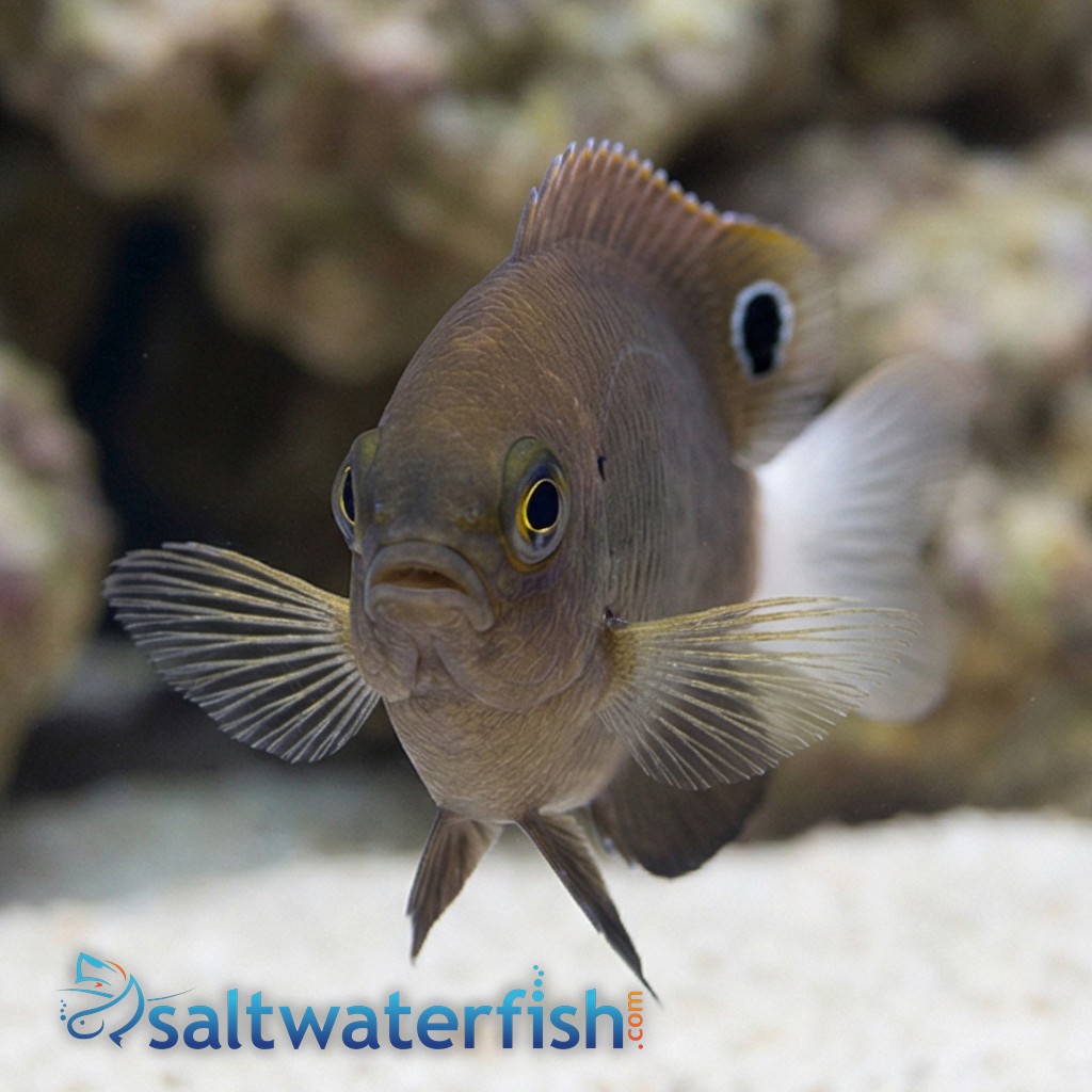 Whitetail Damselfish