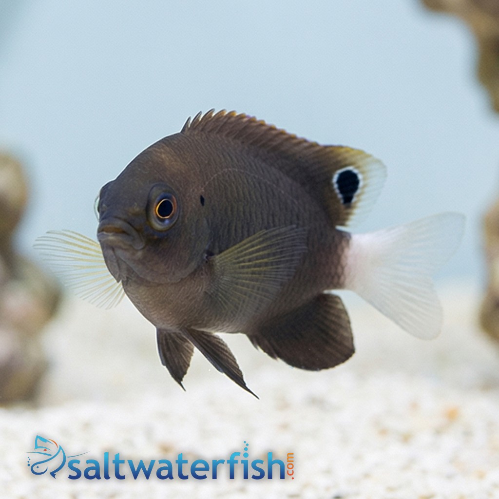 Whitetail Damselfish