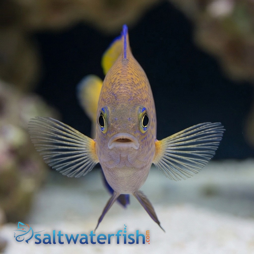 Ocellate Damsel