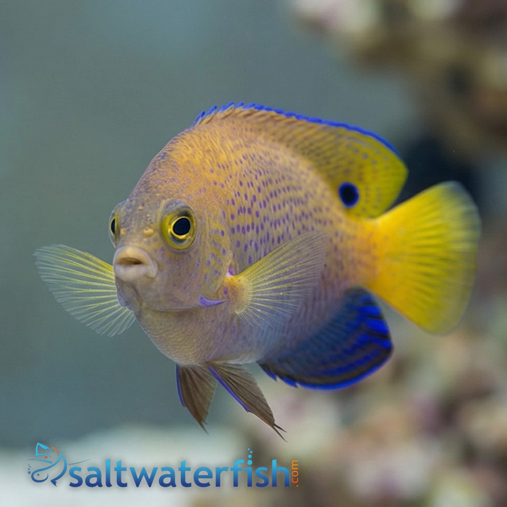 Ocellate Damsel