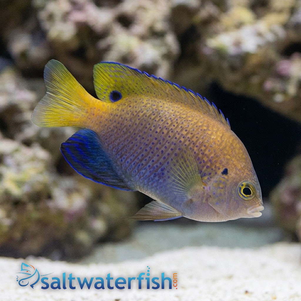 Ocellate Damsel