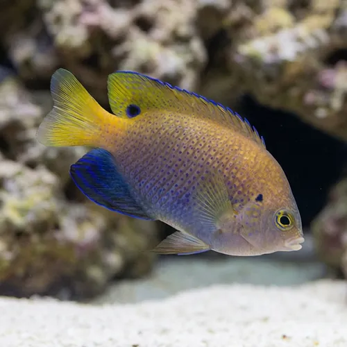 Ocellate Damsel - South Pacific