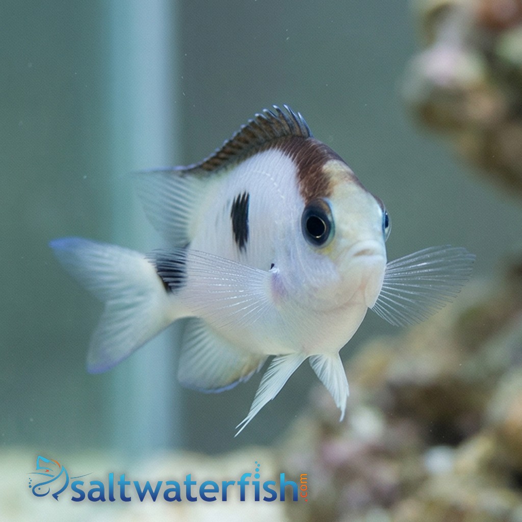 Corazons Damsel - Indian Ocean