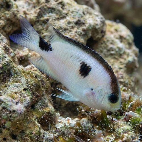 Corazons Damsel - Indian Ocean