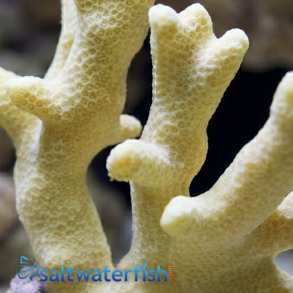 Porites Coral: Yellow