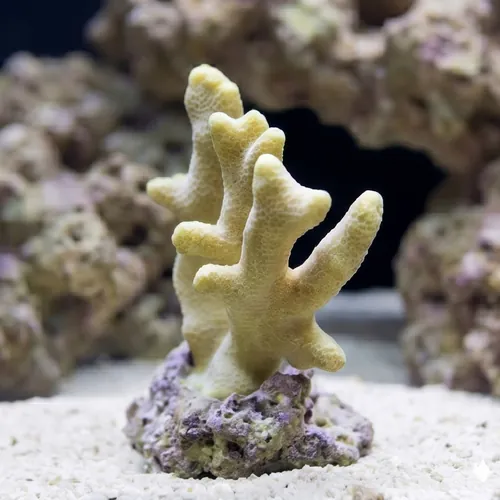 Porites Coral: Yellow