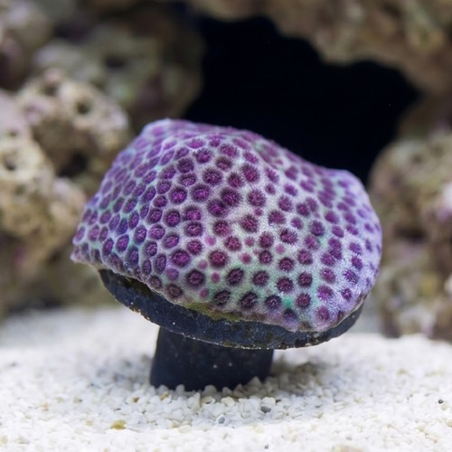 Porites Coral: Sand Dollar