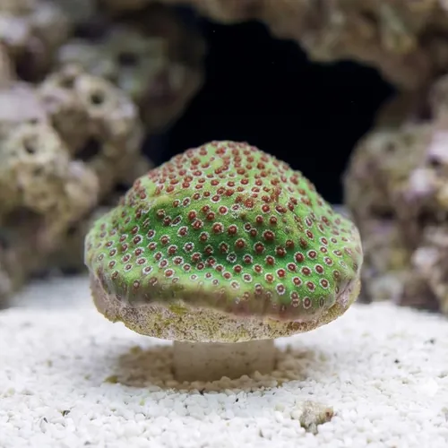 Porites Coral - Aquacultured
