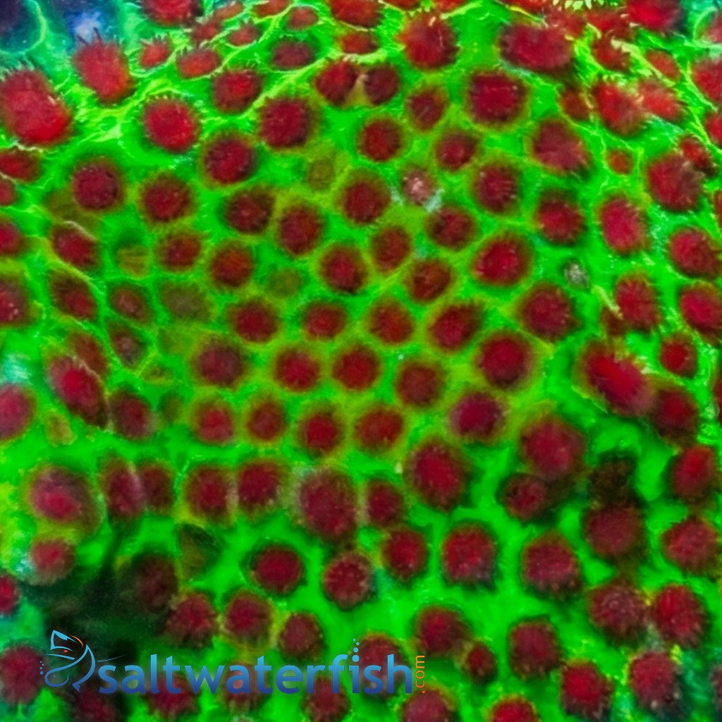 Porites Coral: The Grinch - Aquaculutred