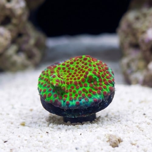 Porites Coral: The Grinch - Aquaculutred