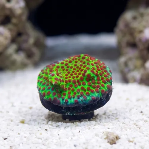 Porites Coral: The Grinch - Aquaculutred