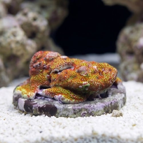 Porites Coral: Multicolor - Aquaculutred