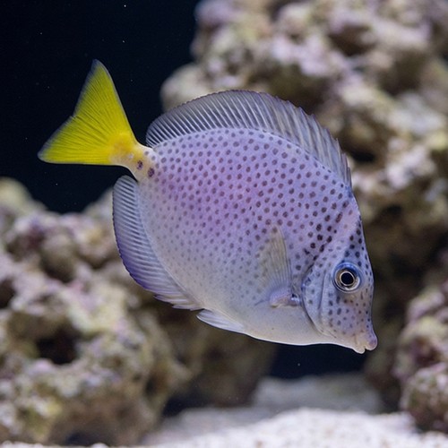 Razor Surgeonfish