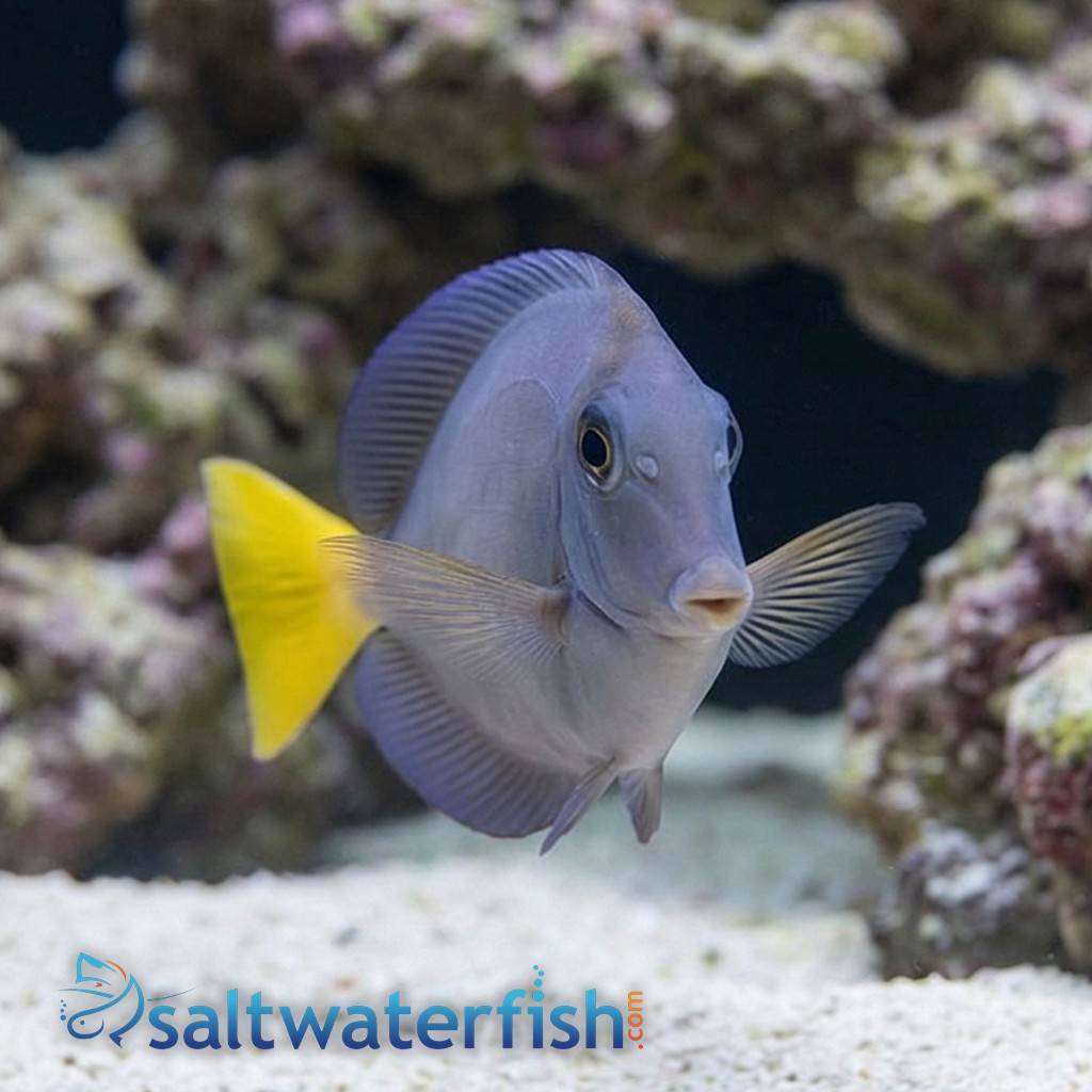 Sawtail Tang - Indonesia