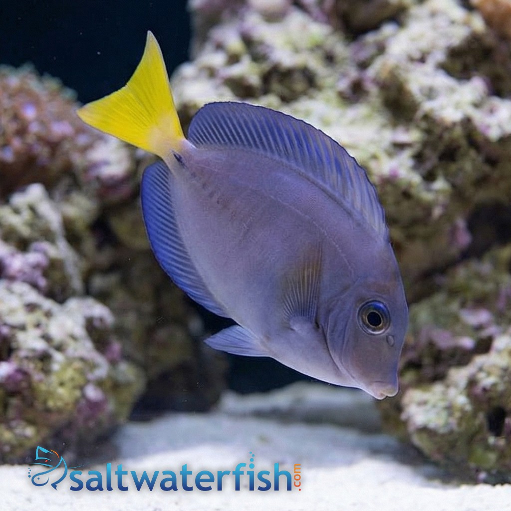 Sawtail Tang - Indonesia