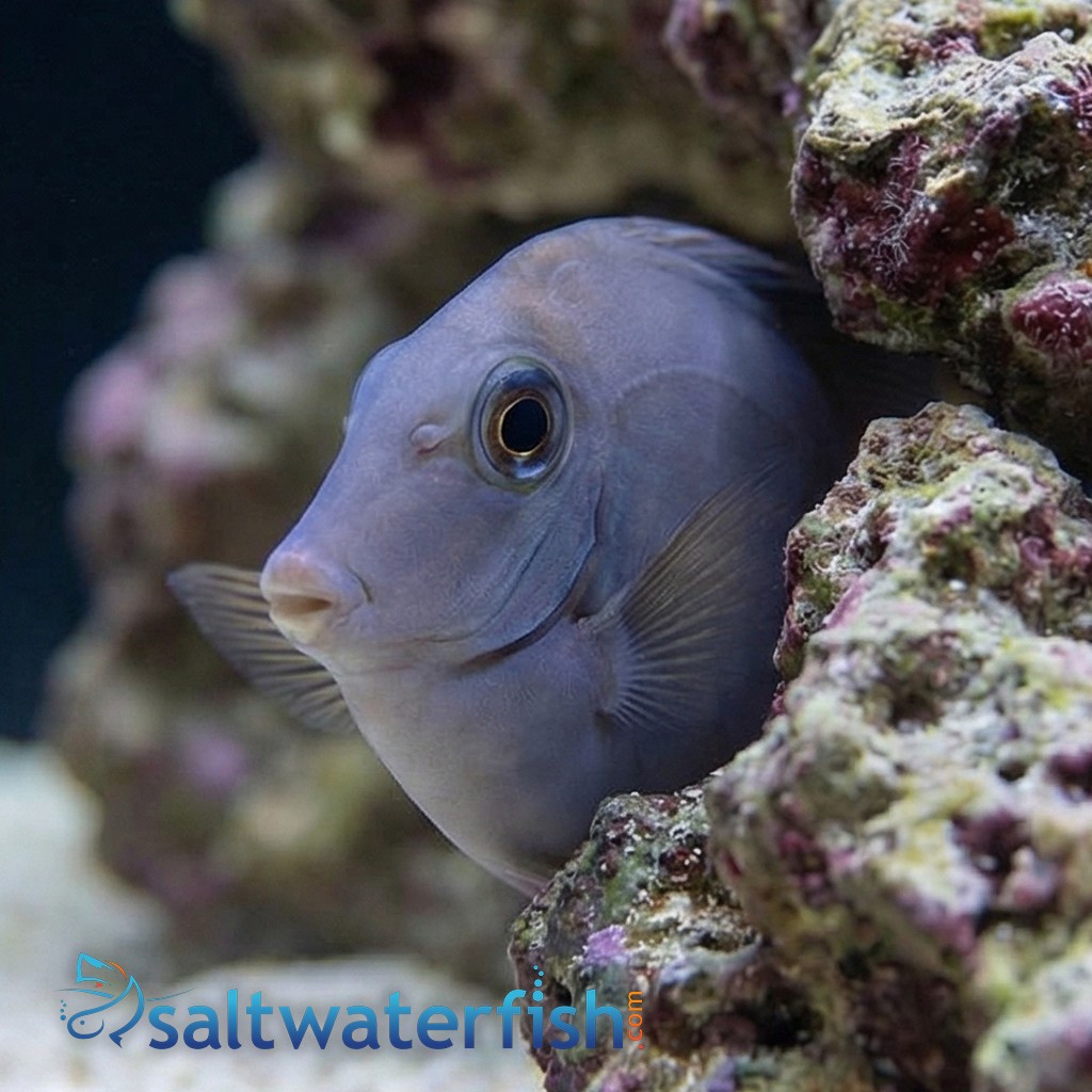 Sawtail Tang - Indonesia