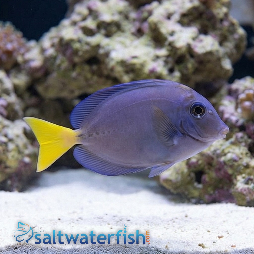 Sawtail Tang - Indonesia