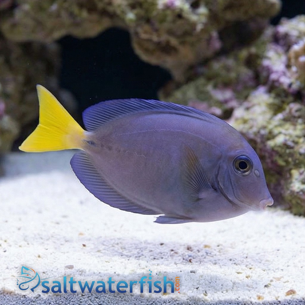 Sawtail Tang - Indonesia