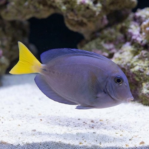 Sawtail Tang - Indonesia