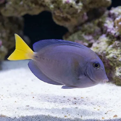 Sawtail Tang - Indonesia