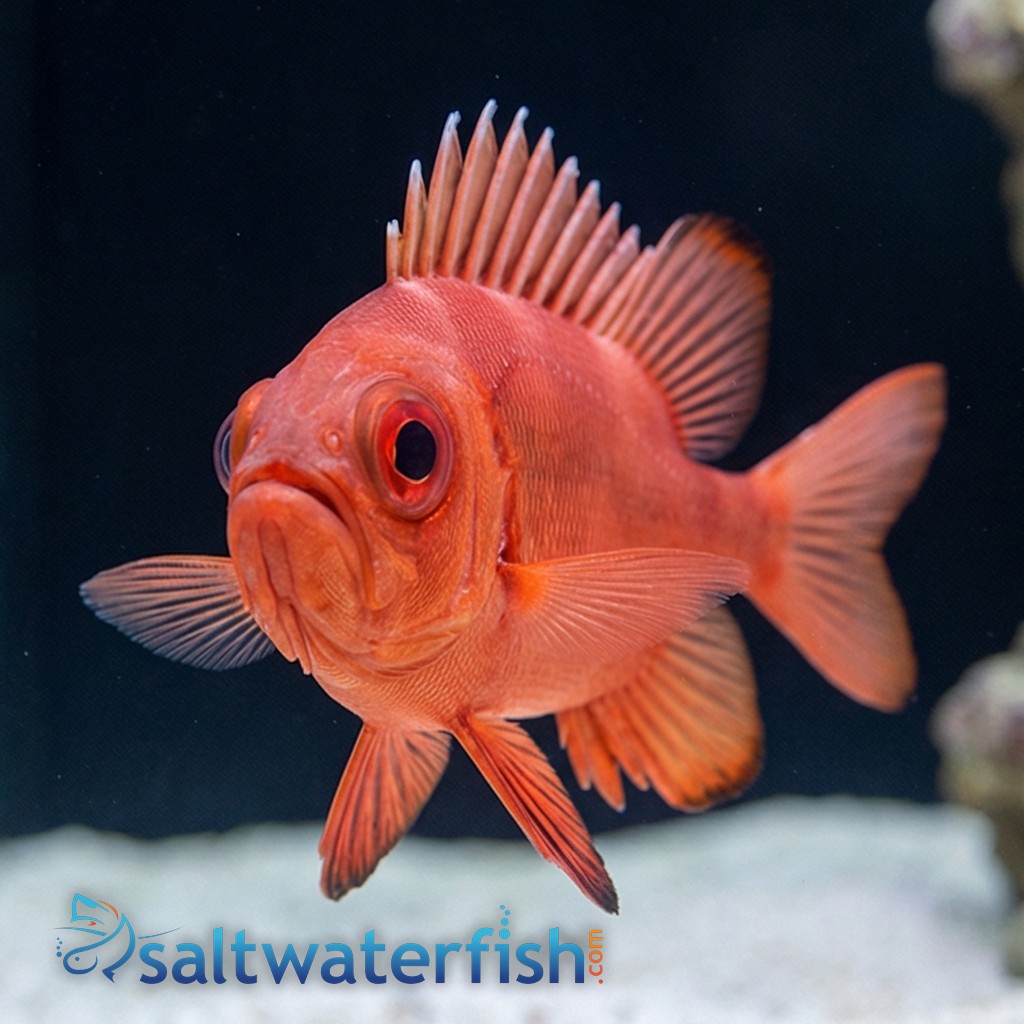Popeye Catalufa - Eastern Pacific