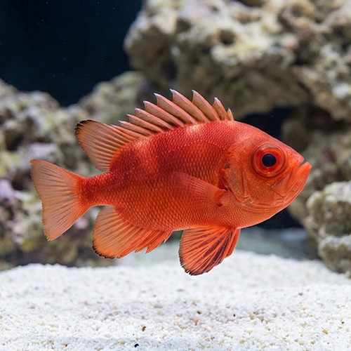 Popeye Catalufa - Eastern Pacific