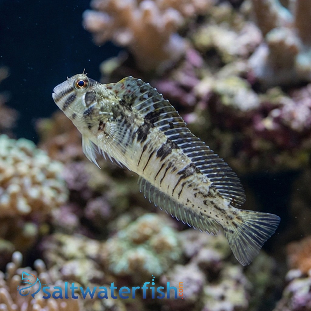 Warthead Blenny