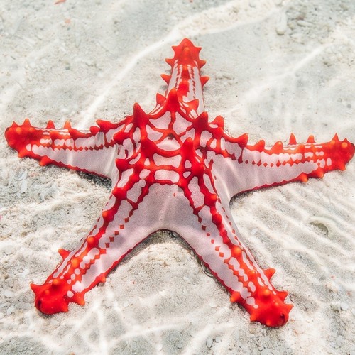 African Red Knob (Red Tip) Starfish