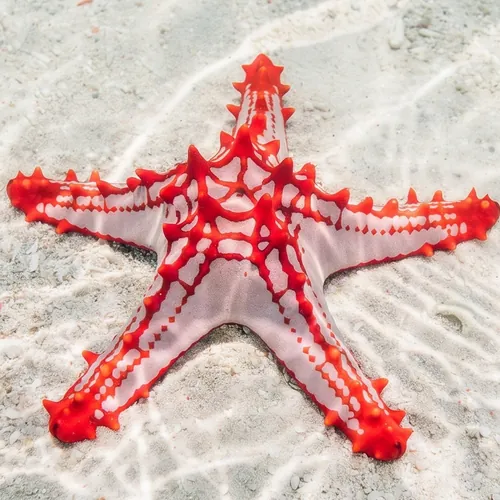 African Red Knob (Red Tip) Starfish
