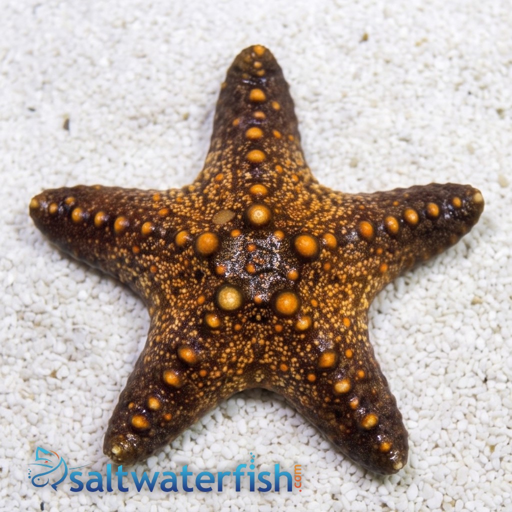 African Starfish - Indo Pacific