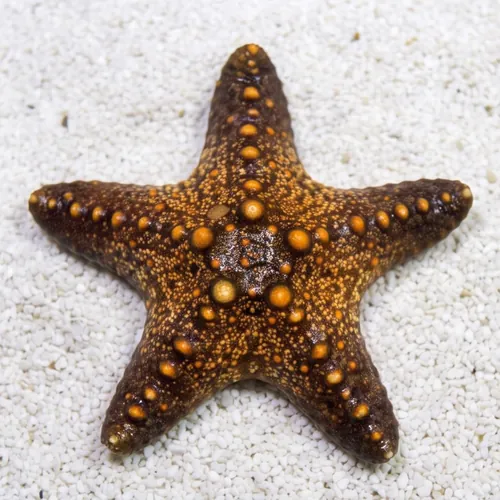 Cortez Starfish - Starfish - Invertebrates