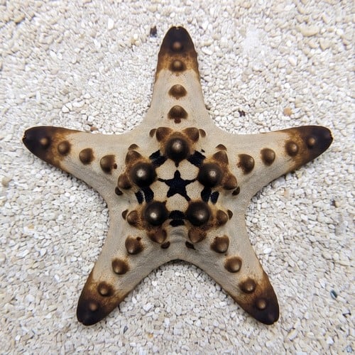 Chocolate Chip Starfish