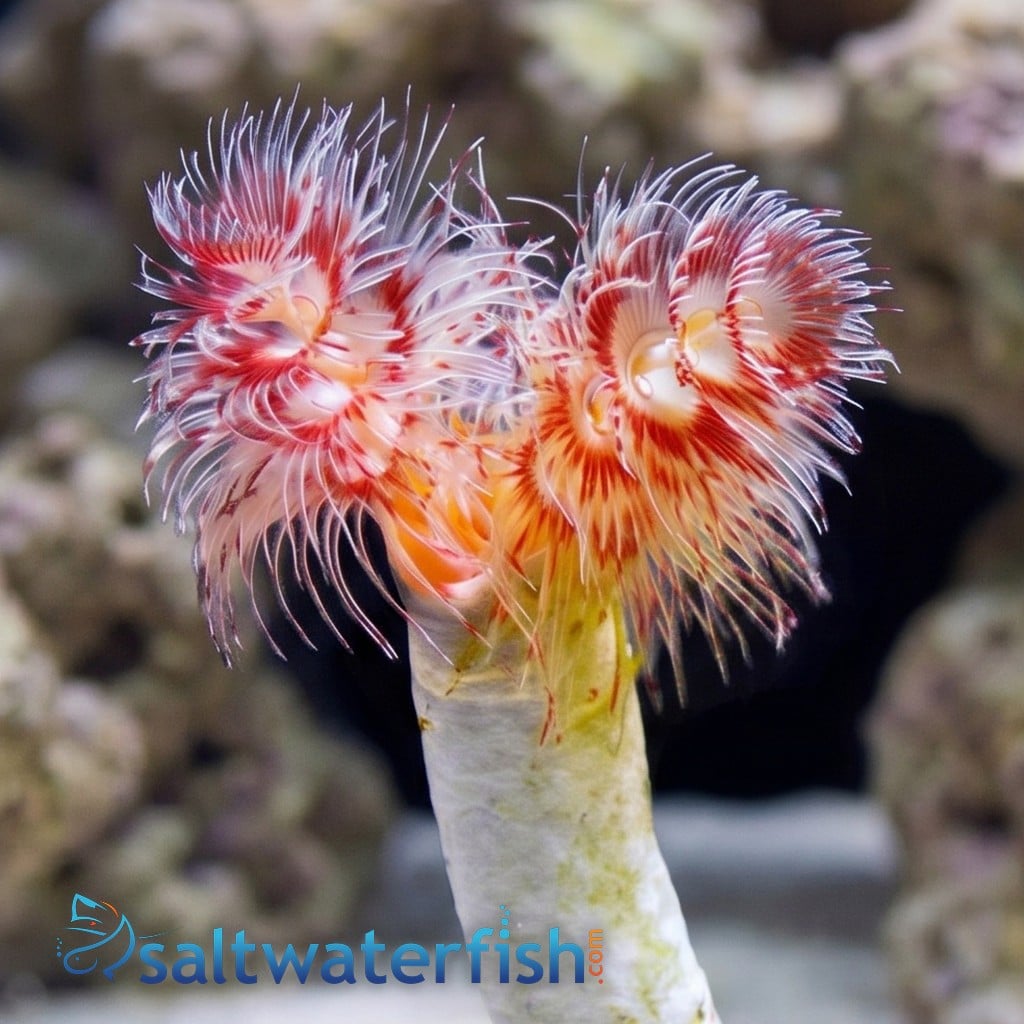 Hard Tube Coco Worm: Pink 