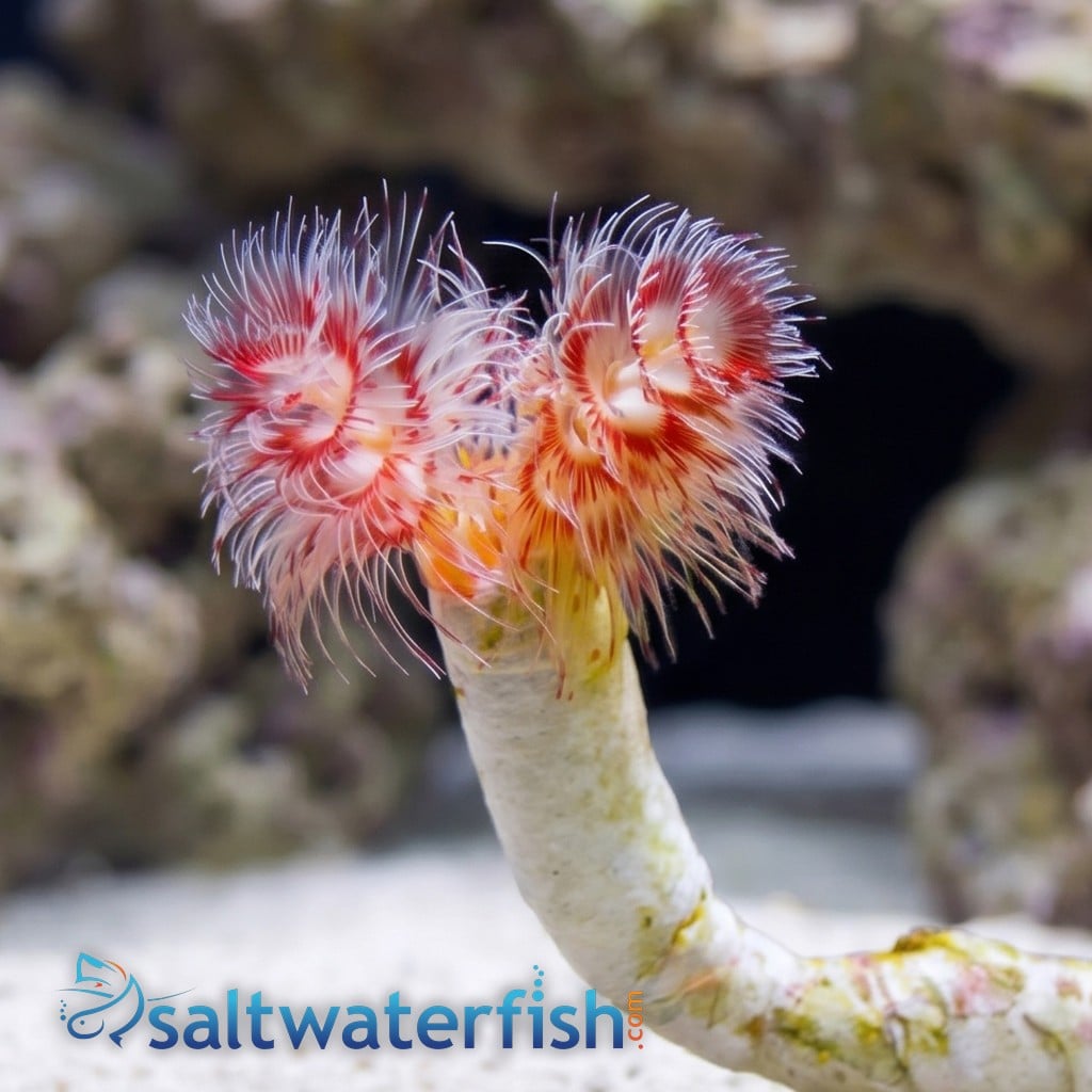 Hard Tube Coco Worm: Pink 
